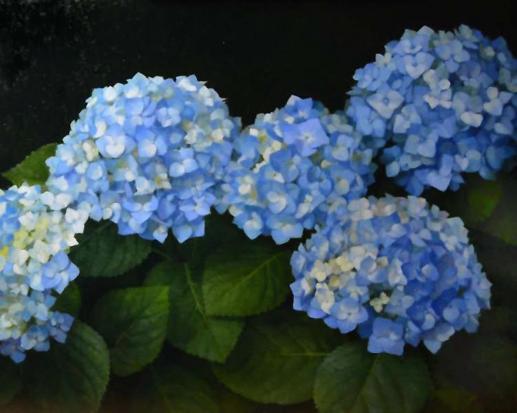 Blue Hydrangeas, oil on linen, 16 x 20 inches   SOLD 