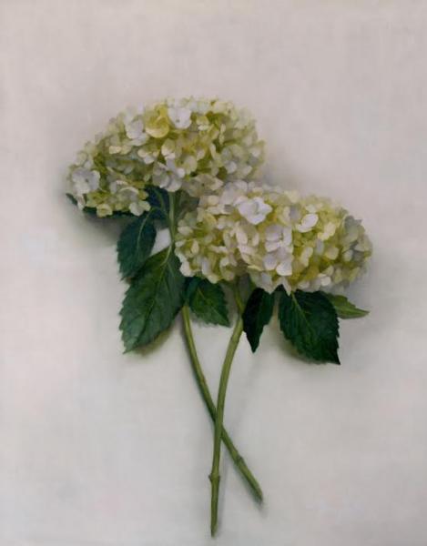 White Hydrangeas, oil on linen, 20 x 16 inches   SOLD 