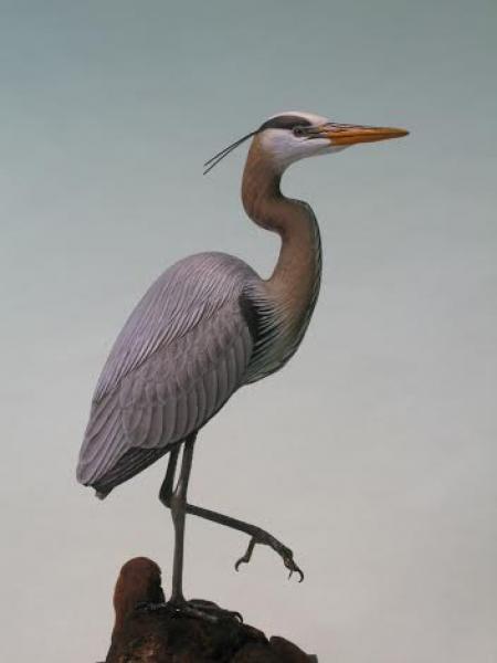 Great Blue Heron, carved tupelo with oils,    SOLD 