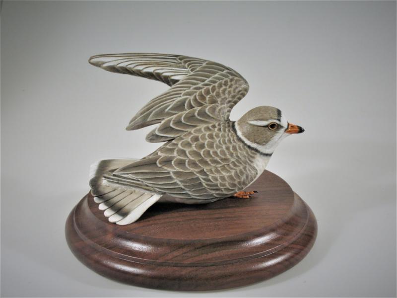 Life Size Piping Plover
, carved tupelo with oils, 6h  x 7w x 7d inches   SOLD 