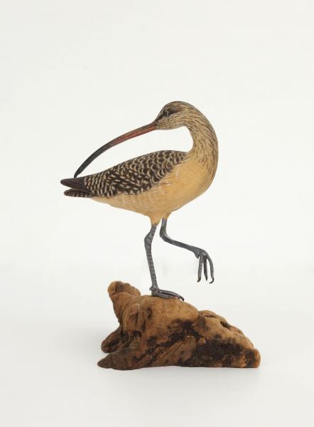 Preening Curlew, Miniature, carved tupelo with oils,    SOLD 