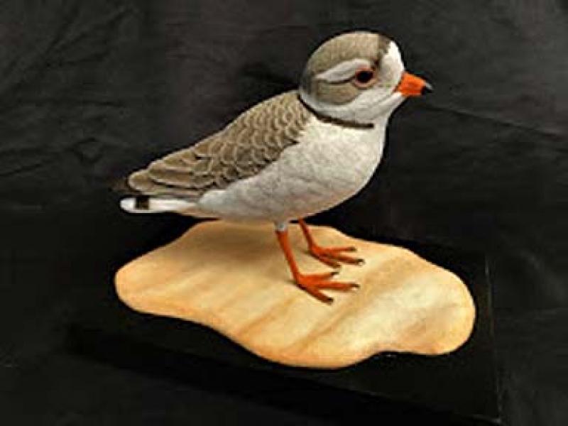 Piping Plover (Life Size), carved tupelo with oils,    SOLD 