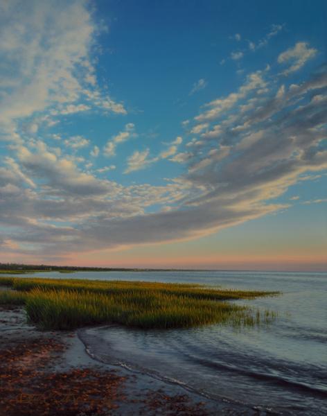 Bay Grasses at Sunset, oil on panel, 14 x 11 inches   SOLD 