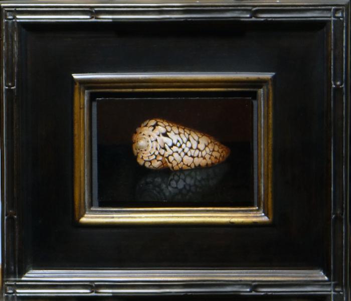 Conus Marmoreus , oil on linen panel, 4 x 6 inches   SOLD 