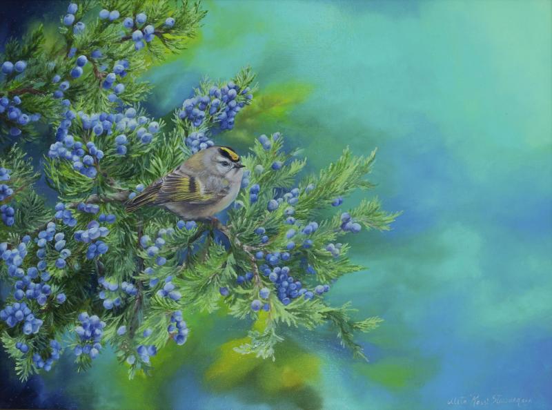 Kinglet and Cedar, oil on panel, 12 x 16 inches , $3,500 