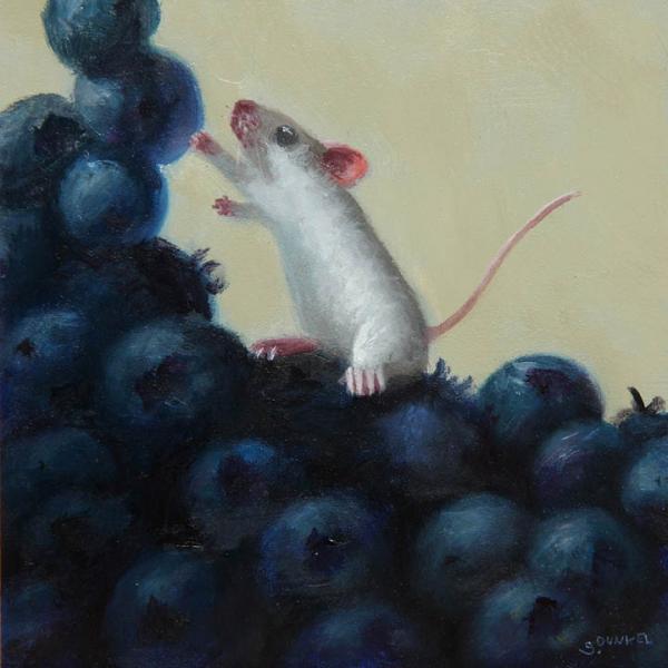Blueberry heaven 5x5lr